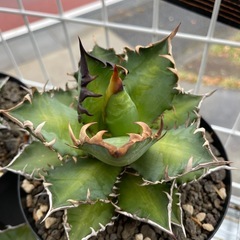 アガベ大株セットの画像