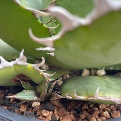 アガベ大株セットの画像