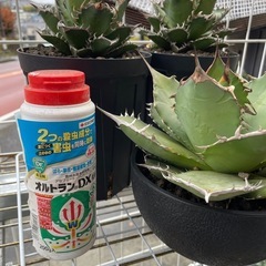 アガベ大株セットの画像