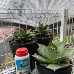 アガベ大株セットの画像