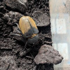 ✨️エレファスゾウカブト成虫ペア✨️の画像