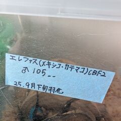 ✨️エレファスゾウカブト成虫ペア✨️の画像