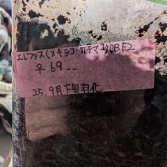 ✨️エレファスゾウカブト成虫ペア✨️の画像