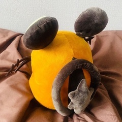 受け渡し予定者決定(15日16時半)の画像