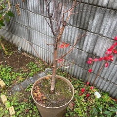 無料　ヒメリンゴ　植木　鉢付きの画像