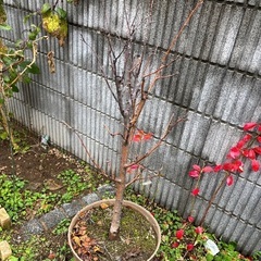 無料　ヒメリンゴ　植木　鉢付きの画像