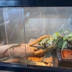 爬虫類ゲージの画像