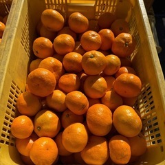 和歌山県産　訳あり有田みかん　2Lサイズ以下　5kg 本州四国九州送料無料の画像