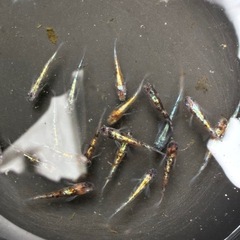 メダカ(花魁)の画像