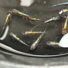 メダカ(花魁)の画像