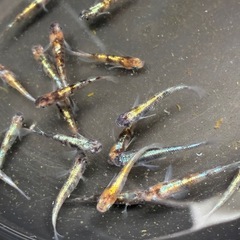 メダカ(花魁)の画像