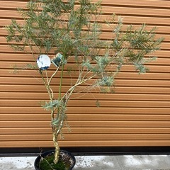 ティーツリー　メラレウカスノーインサマー　　の画像