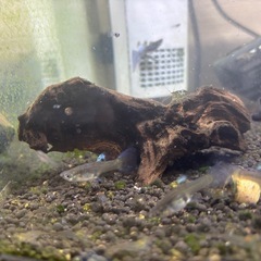 アクアリウムセットの画像