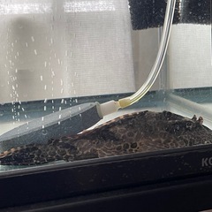 カイヤンとプレコ
の画像