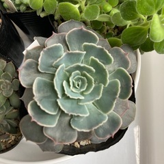 多肉植物セット2の画像