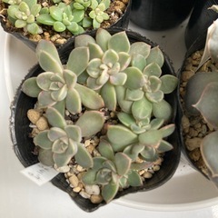 多肉植物セット2の画像