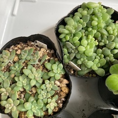 多肉植物セット2の画像