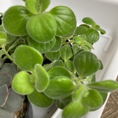 多肉植物セット2の画像