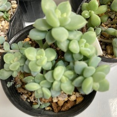 多肉植物セット1の画像