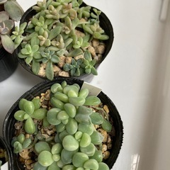 多肉植物セット1の画像