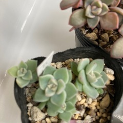 多肉植物セット1の画像