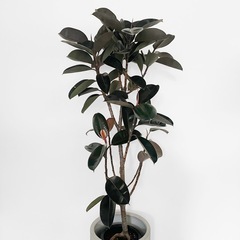 観葉植物 フィカス バーガンディの画像