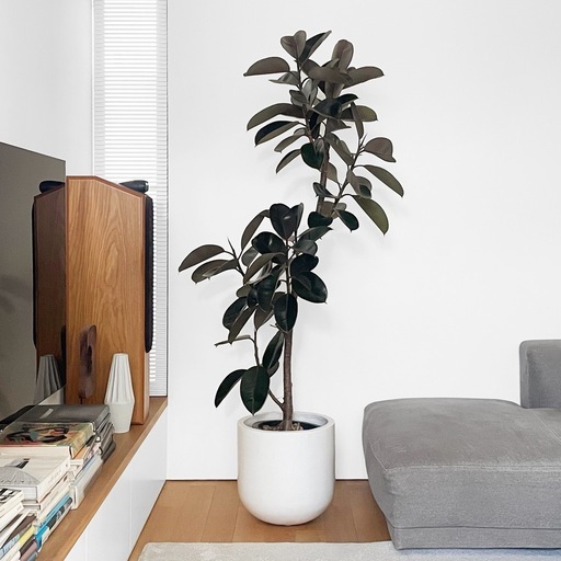 観葉植物 フィカス バーガンディ 195cm 観葉植物 フィカス バーガンディ 195cm