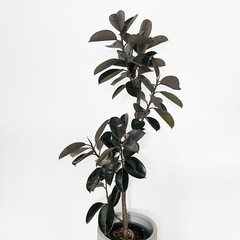 観葉植物 フィカス バーガンディ 195cm
の画像