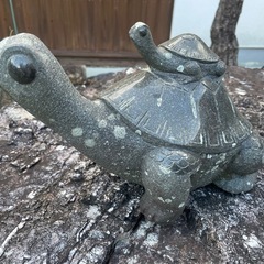 庭園 石 亀の画像