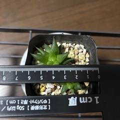 ハオルチア　シンビフォルミスhyb ２個植えの画像