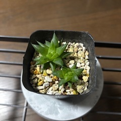 ハオルチア　シンビフォルミスhyb ２個植えの画像