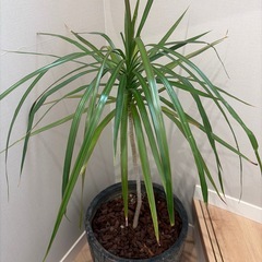 【取引中】観葉植物|ドラセナコンシネの画像