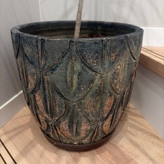 【取引中】観葉植物|ドラセナコンシネの画像