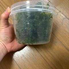 モスファンの画像