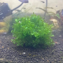 モスファンの画像