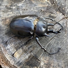 レックスゾウカブト♂単品の画像