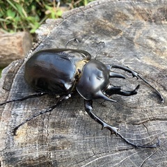 レックスゾウカブト♂単品の画像