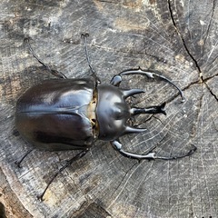 レックスゾウカブト♂単品の画像