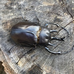 レックスゾウカブト♂単品の画像