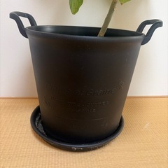 【取引中】観葉植物|フィッカスウンベラータの画像