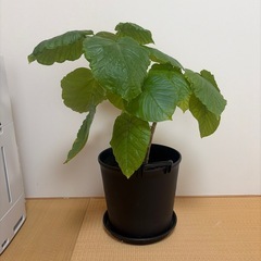 【取引中】観葉植物|フィッカスウンベラータの画像