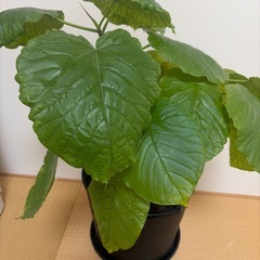 【取引中】観葉植物|フィッカスウンベラータの画像