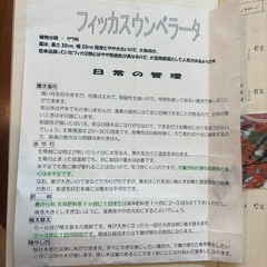 【取引中】観葉植物|フィッカスウンベラータの画像