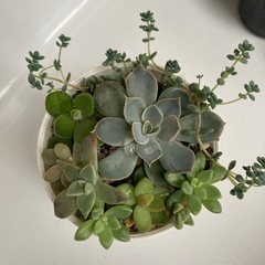 多肉植物色々セット1の画像