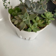 多肉植物色々セット1の画像