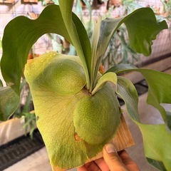 タグ落ちアガベオテロイ、チタノタ無料！ 
引取の方のみの画像