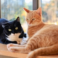 茶トラ、白黒、メスの美猫ちゃんです