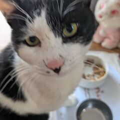 大人猫の里親さん募集