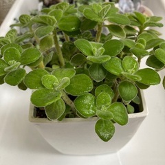 アロマティカスの画像