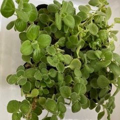 多肉植物　アロマティカス　　　の画像